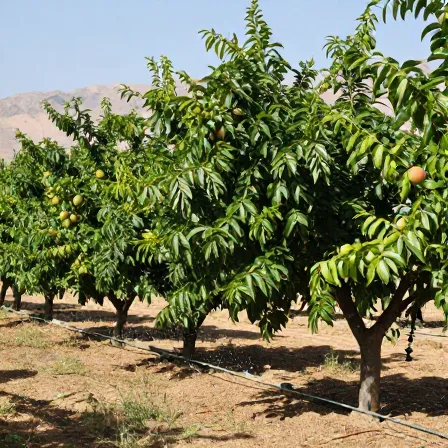 آبیاری قطره ای تهراندشت